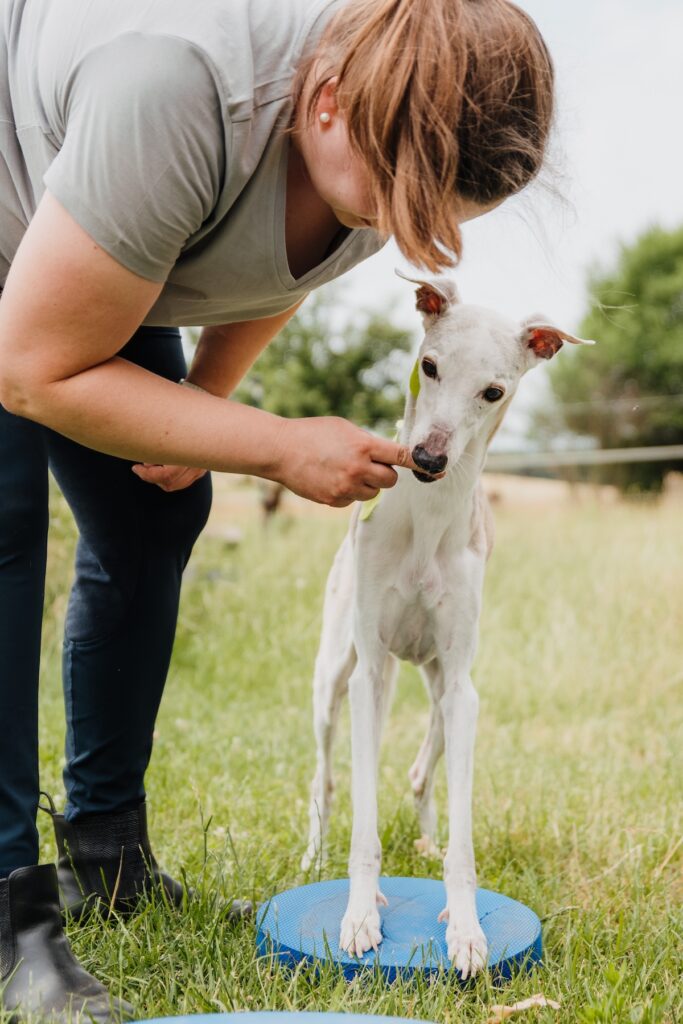 aktive Übungen mit einem Hund